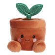 Plante en Pot-Aurora-AUO-33793-CLÉMENT