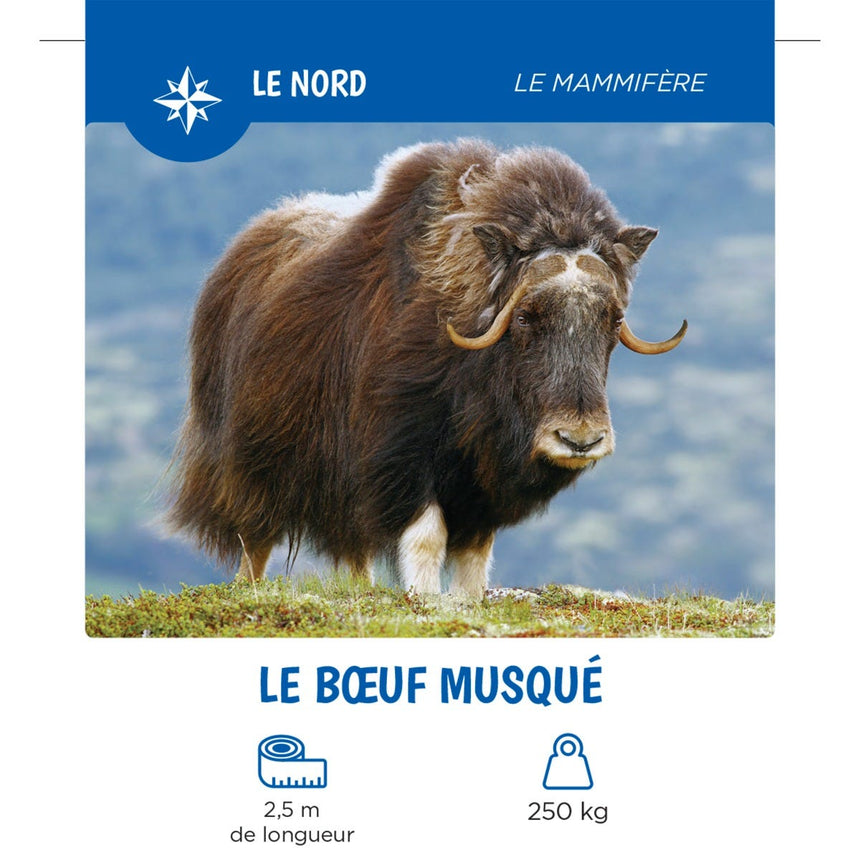 Les Animaux Du Québec-Auzou-AUZ-782733874967-CLÉMENT