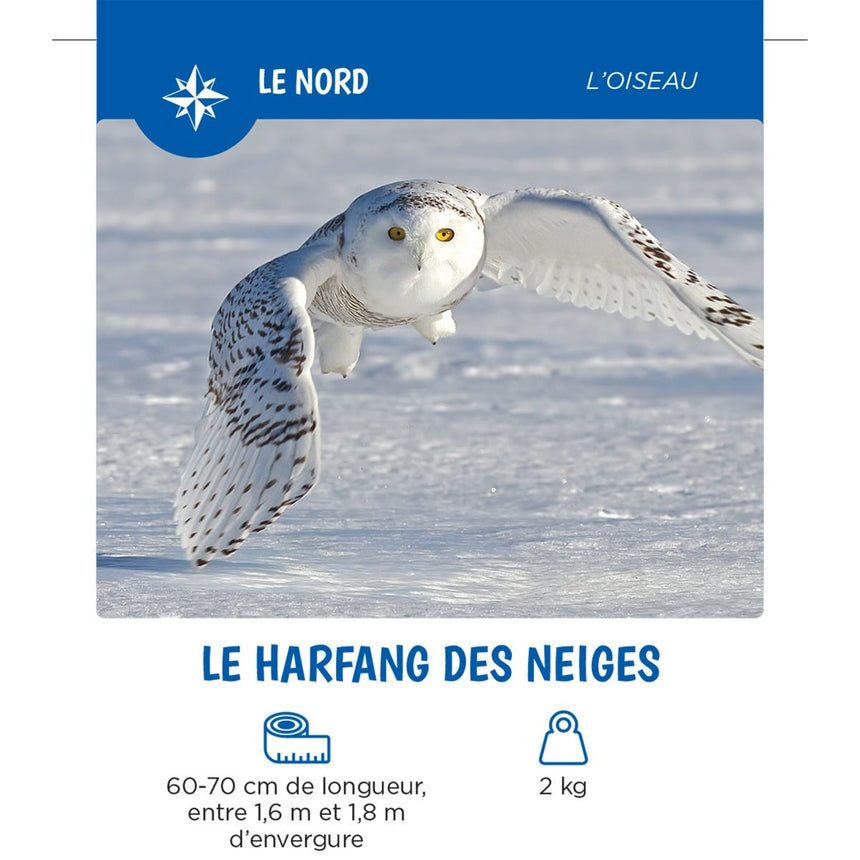 Les Animaux Du Québec-Auzou-AUZ-782733874967-CLÉMENT