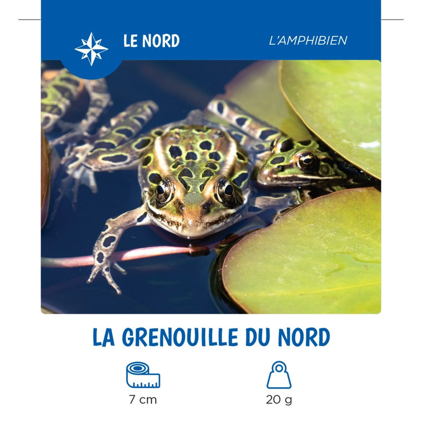 Les Animaux Du Québec-Auzou-AUZ-782733874967-CLÉMENT