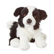 Chien Border Collie-Ganz-GAZ-H14713-CLÉMENT